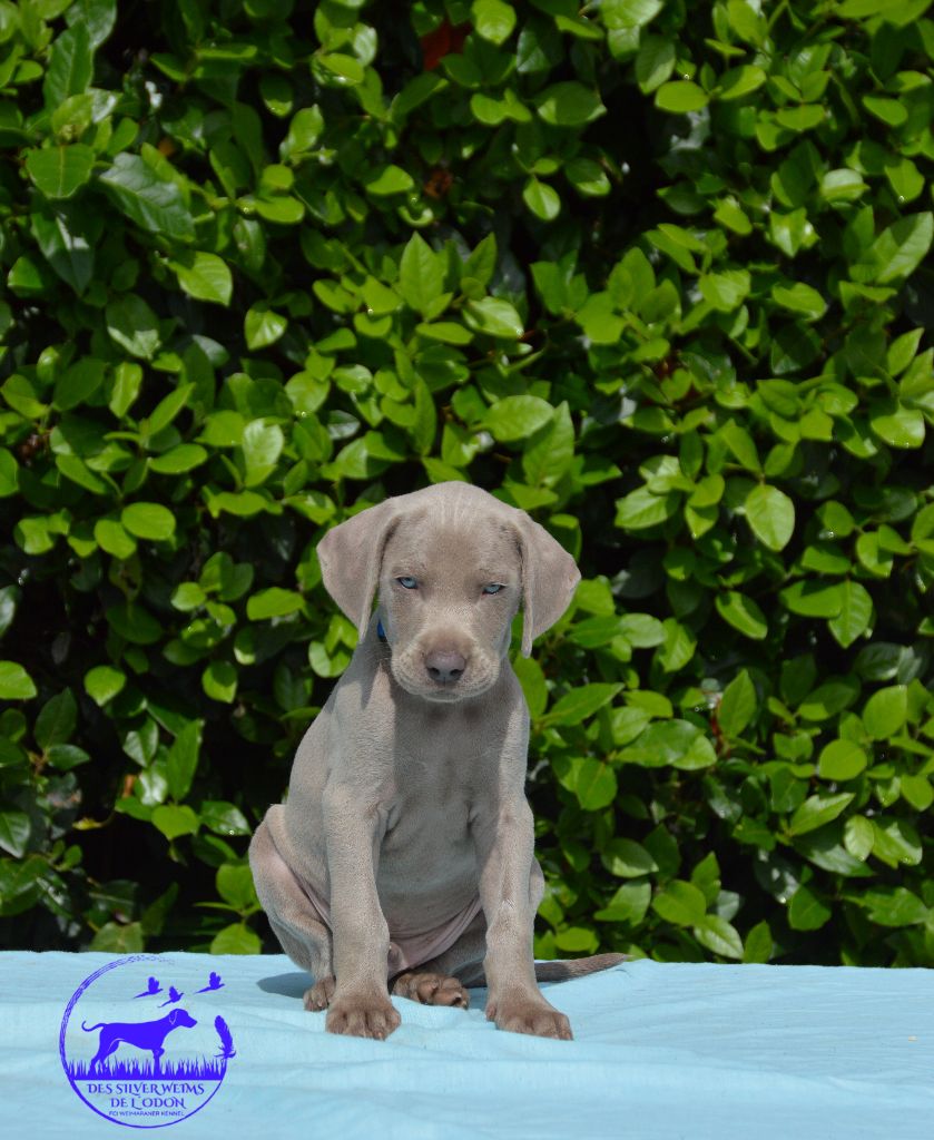 Des Silver Weims De L'Odon - Chiot disponible  - Braque de Weimar