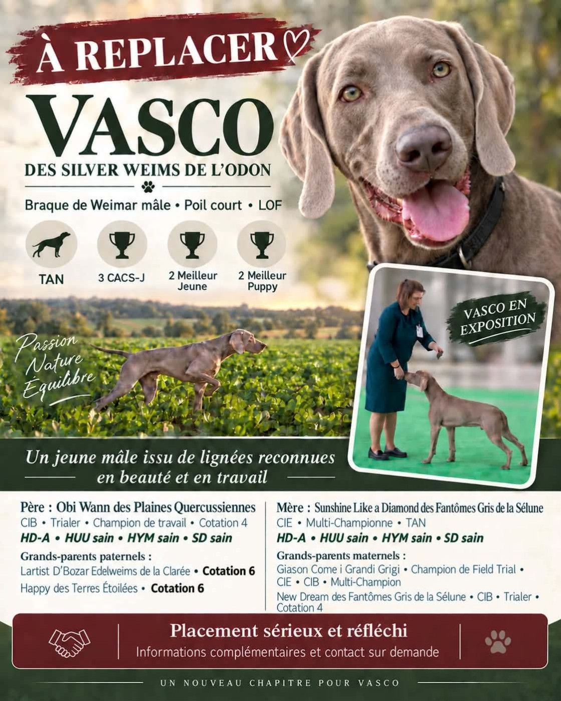 CH. Vasco Des Silver Weims De L'Odon