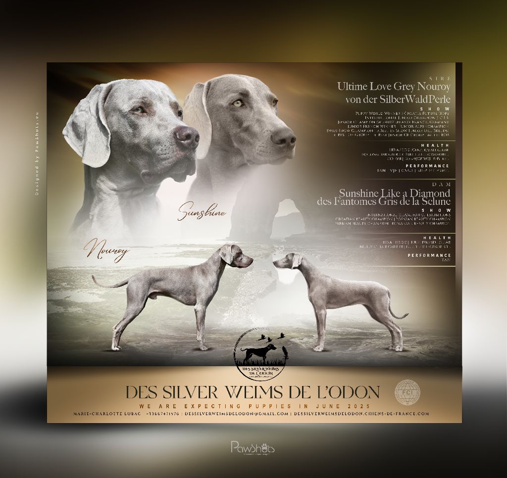 Des Silver Weims De L'Odon - Sunshine et Nouroy : un mariage exceptionnel et inédit en France
