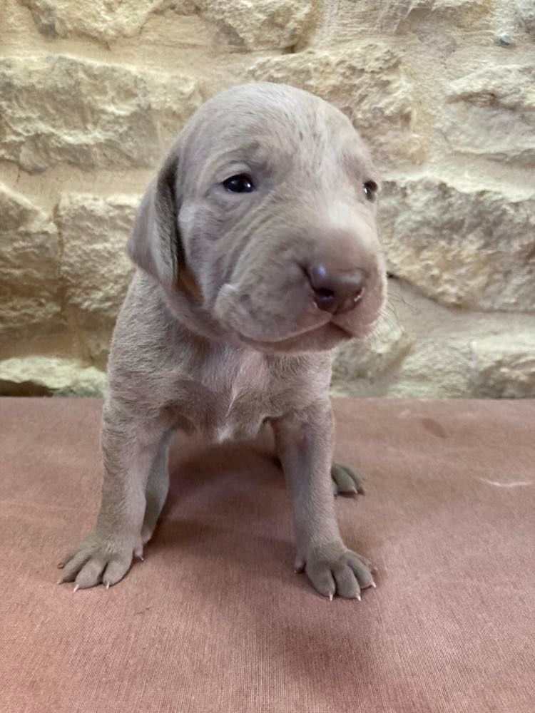 Des Silver Weims De L'Odon - Chiots disponibles - Braque de Weimar