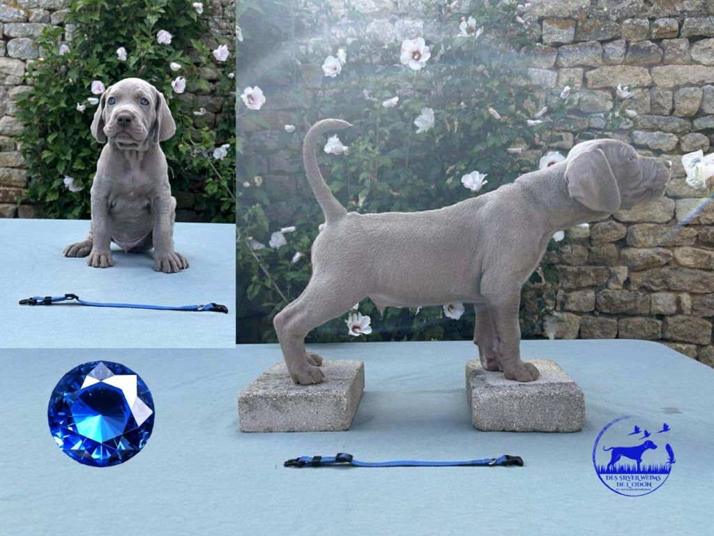 Des Silver Weims De L'Odon - Chiots disponibles - Braque de Weimar