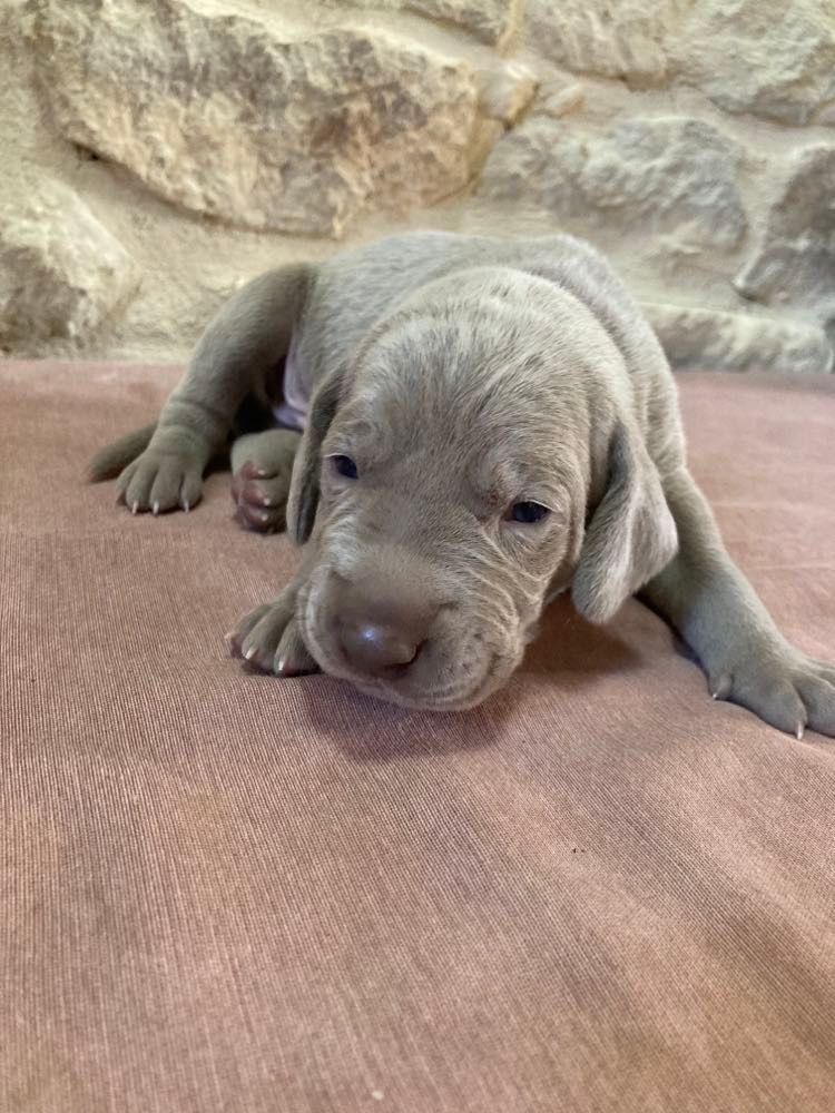 Des Silver Weims De L'Odon - Chiots disponibles - Braque de Weimar