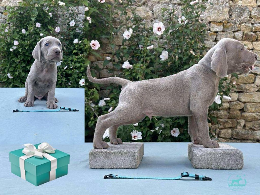 Des Silver Weims De L'Odon - Chiots disponibles - Braque de Weimar
