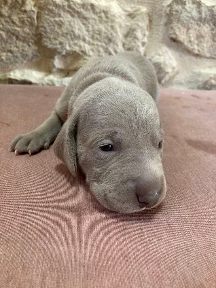 Des Silver Weims De L'Odon - Chiots disponibles - Braque de Weimar