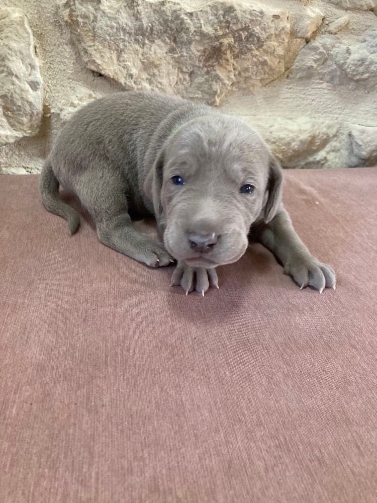 Des Silver Weims De L'Odon - Chiots disponibles - Braque de Weimar
