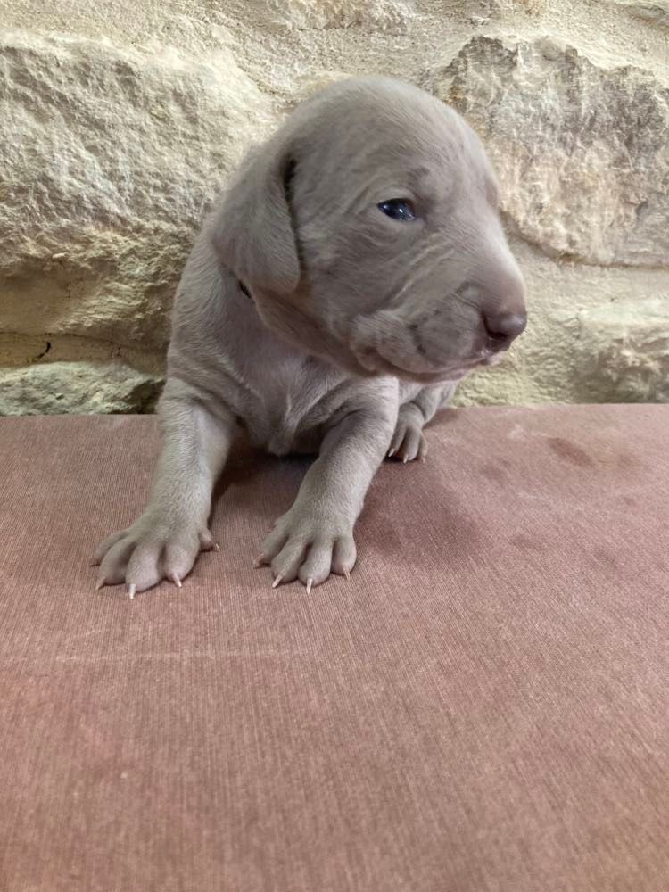 Des Silver Weims De L'Odon - Chiots disponibles - Braque de Weimar